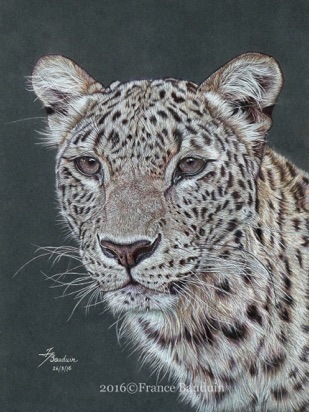 Leopard portrait - 29 hours
Anthracite Pastelmat
11.5" x 15.5"
Ref: Denise Laurent Leopard portrait - 29 hours
Anthracite Pastelmat
11.5" x 15.5"
Ref: Denise Laurent